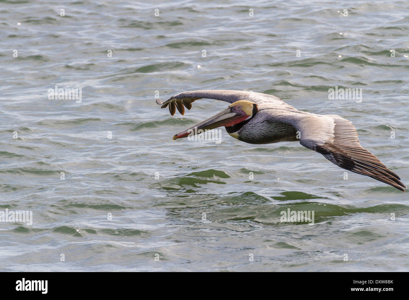 Pélican brun volant bas au-dessus de l'eau à la recherche de poisson à Port Aransas, Texas. Banque D'Images