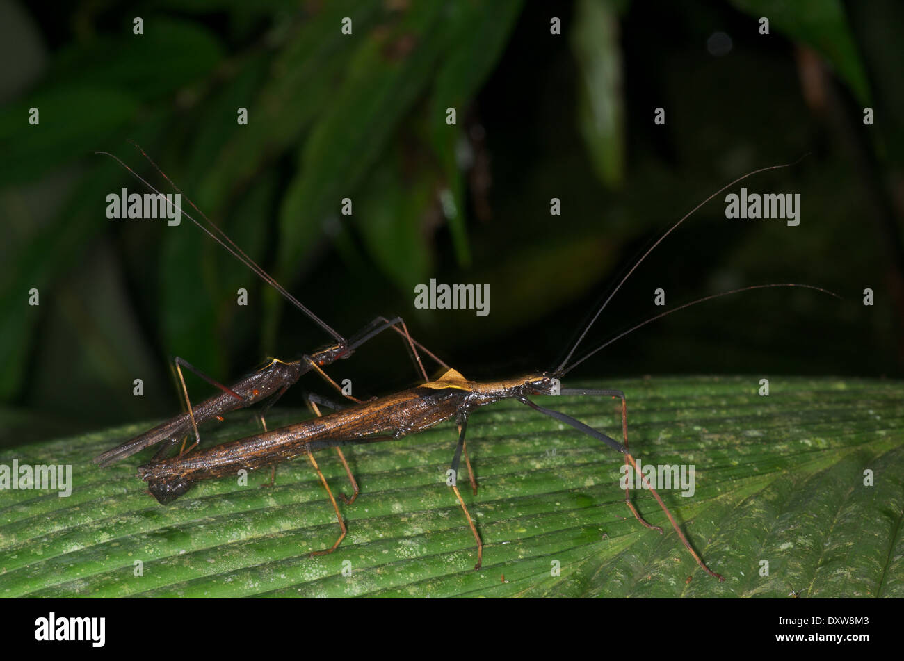 Une paire de bâtons de marche (phasmides) sur une feuille verte dans la nuit dans le bassin de l'Amazone au Pérou. Banque D'Images