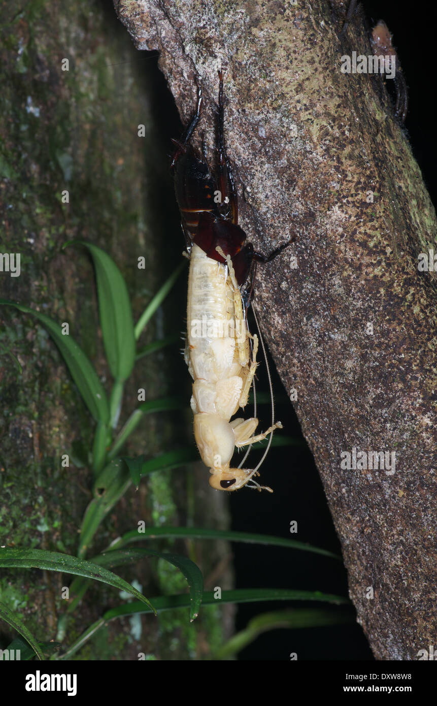 Un cafard projetant sa peau sur un tronc d'arbre dans la nuit dans le bassin de l'Amazone au Pérou. Banque D'Images