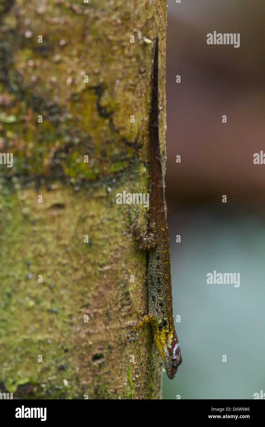 Un mâle Bridled Forest gecko (Gonatodes humeralis) sur un tronc d'arbre dans le bassin de l'Amazone au Pérou. Banque D'Images