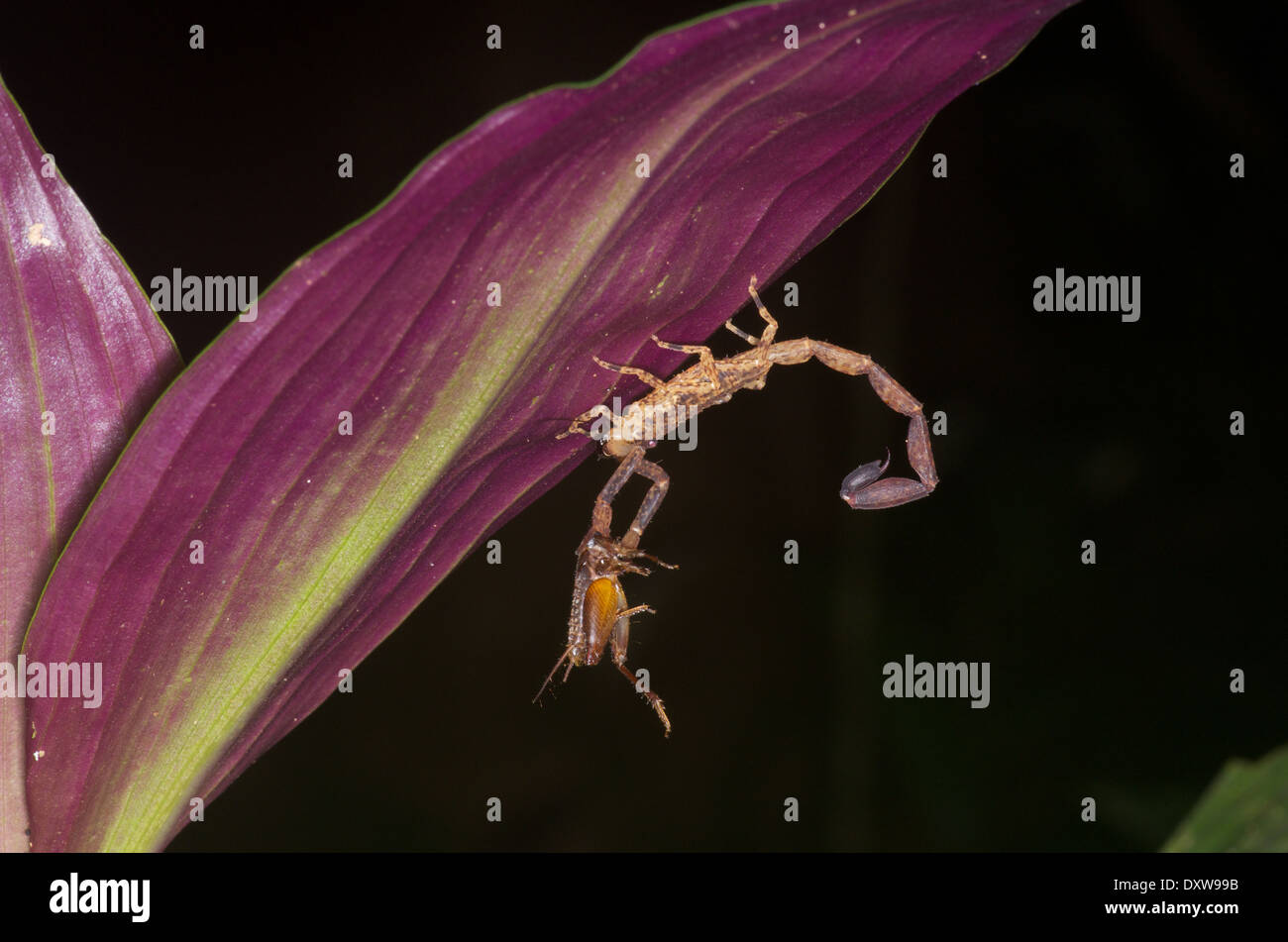 Un scorpion saisir sa proie de cricket sur une feuille magenta dans la nuit dans le bassin de l'Amazone au Pérou. Banque D'Images