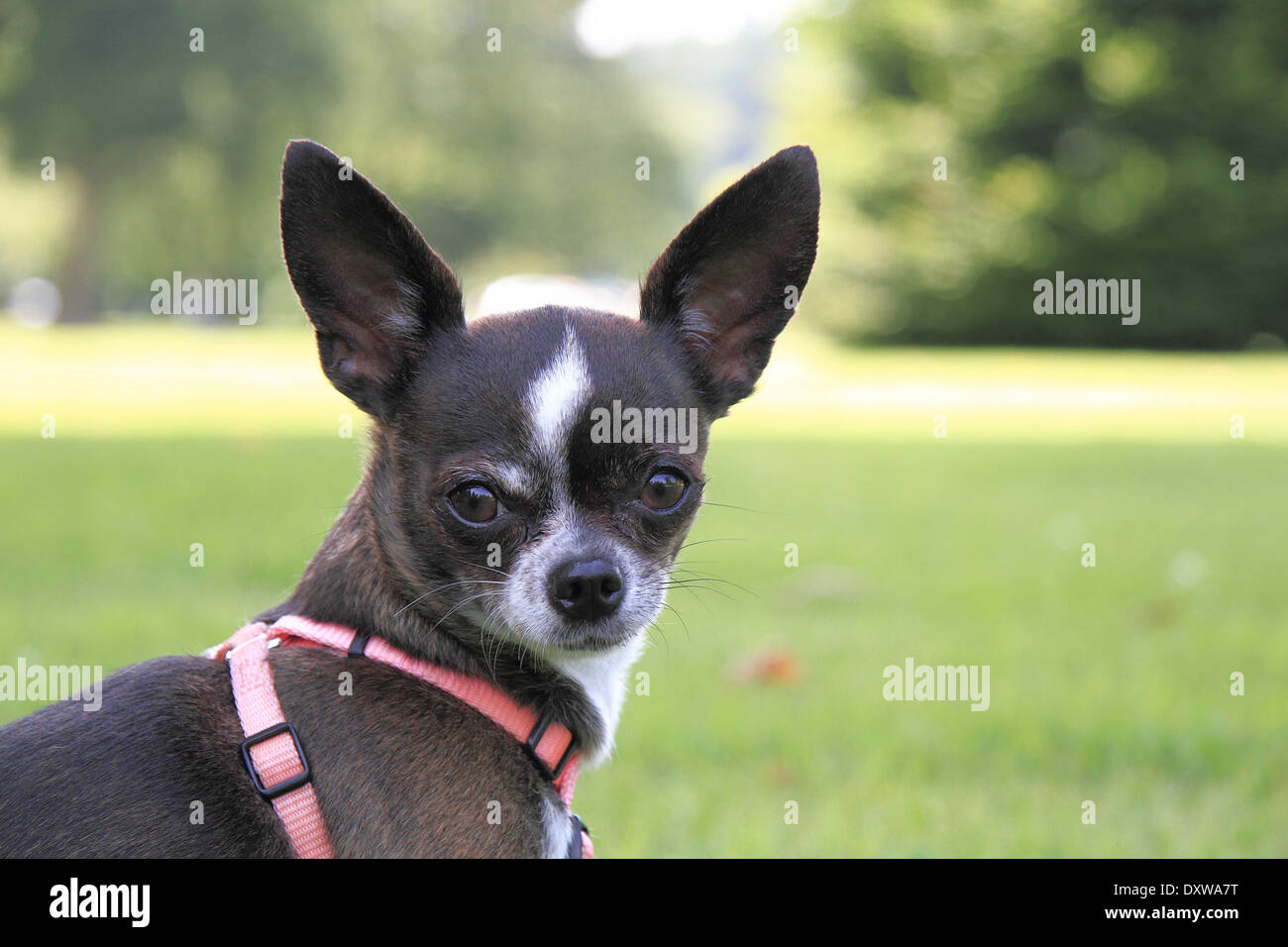 Chiot mignon Banque D'Images