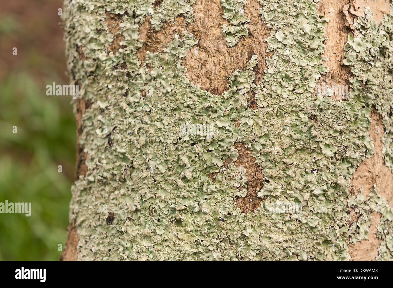 Les lichens foliacés anneau rond patch patches sur l'écorce d'un arbre de vie avec des traînées d'algues orange tronc vers le bas Banque D'Images