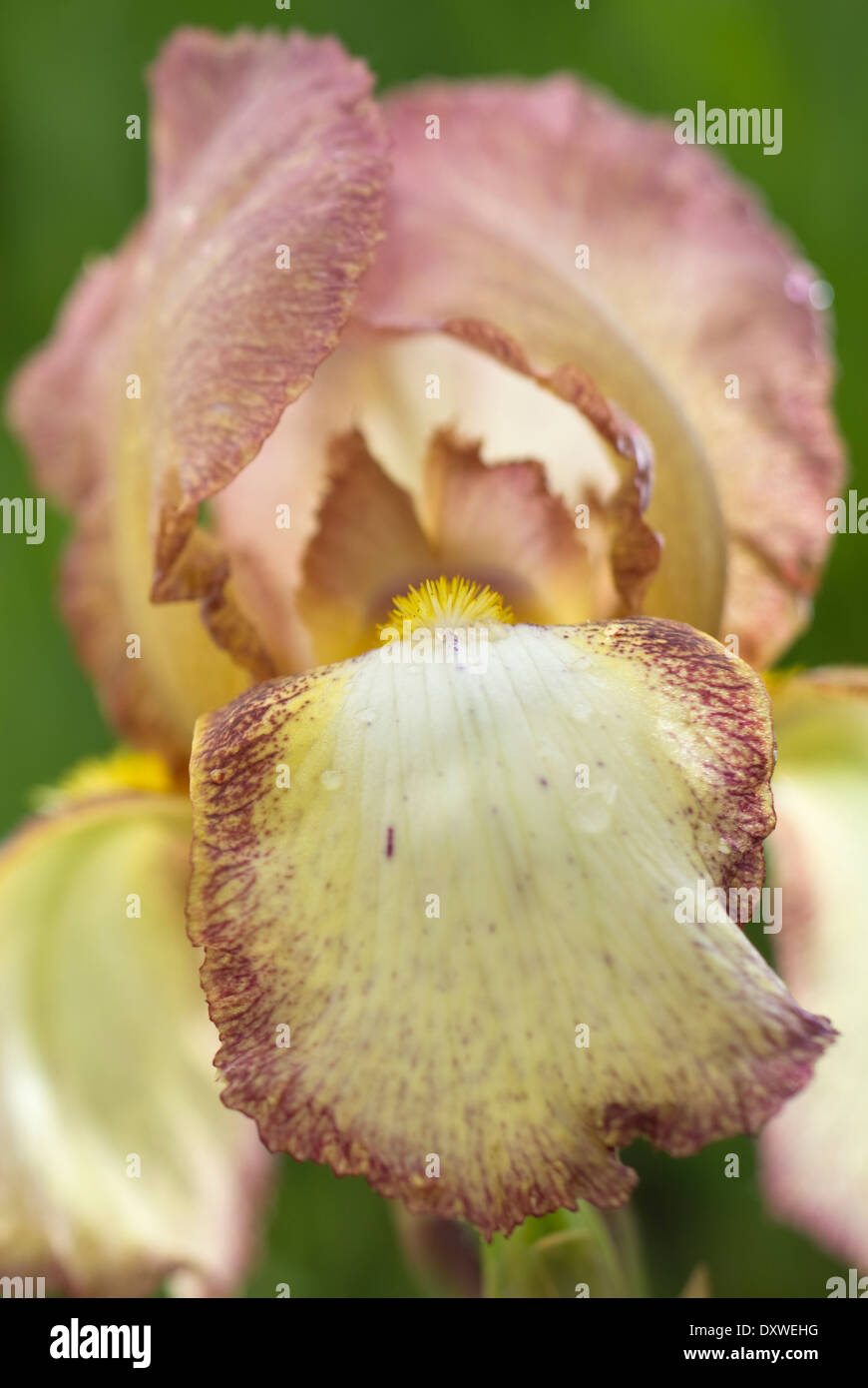 Close up of Iris 'Benton Arundel', Grand Iris. Pérenne, en mai. Fleurs crème et marron. Banque D'Images
