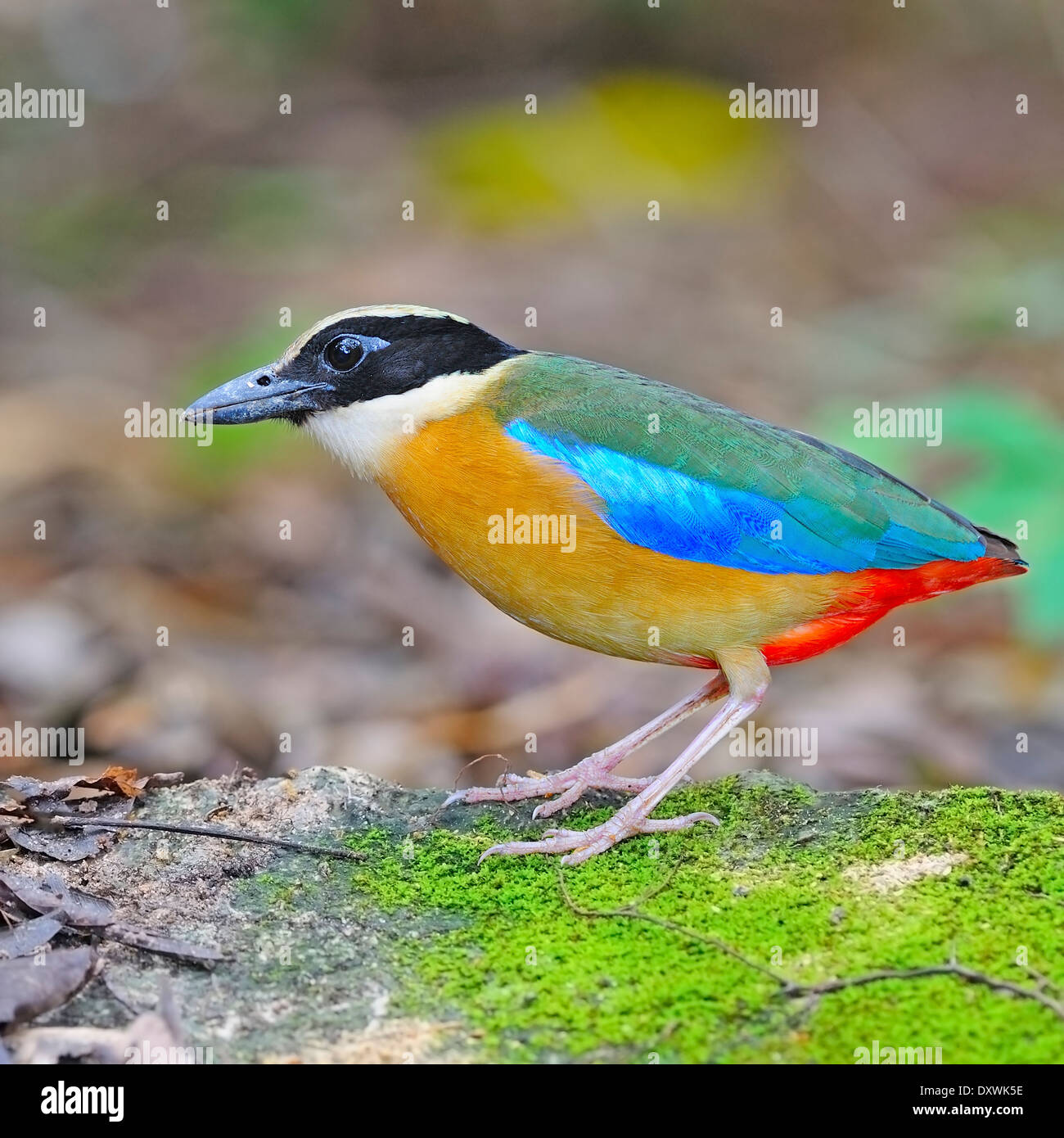 Portrait de colorful, Pitta Pitta à ailes bleues (Pitta moluccensis), debout sur le terrain Banque D'Images