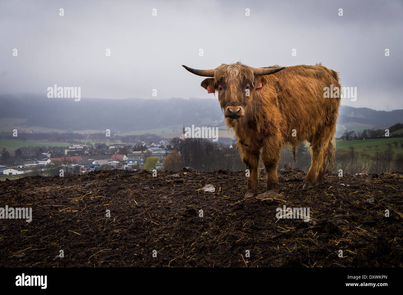 Highland cattle, Bos primigenius f. Taurus Banque D'Images