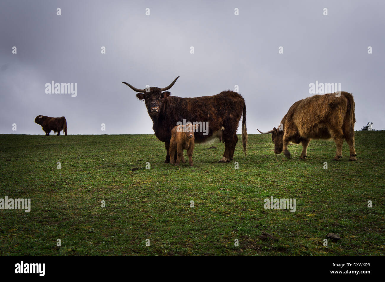 Highland cattle, Bos primigenius f. Taurus Banque D'Images