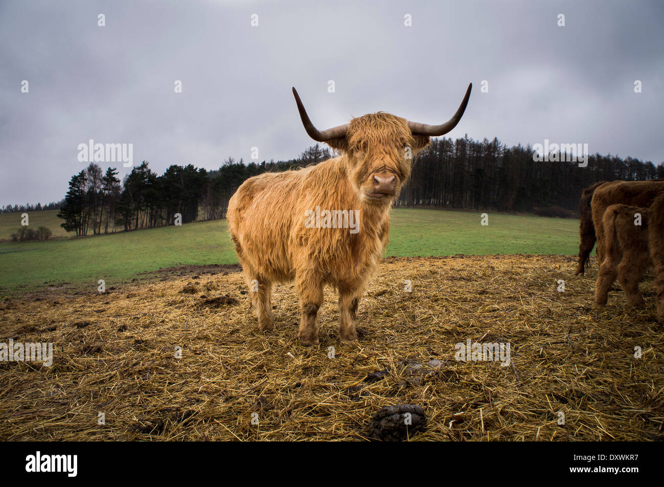 Highland cattle, Bos primigenius f. Taurus Banque D'Images