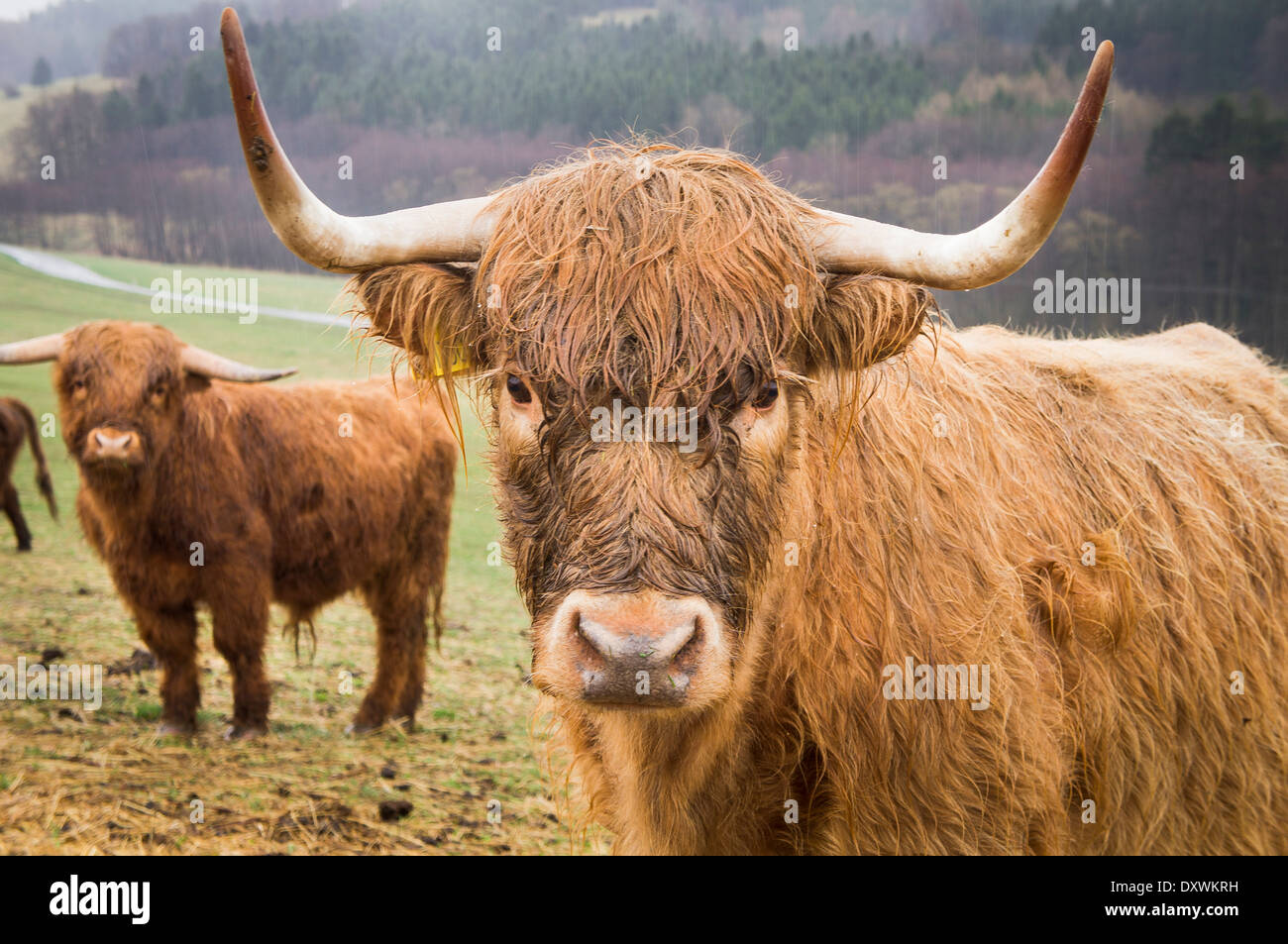Highland cattle, Bos primigenius f. Taurus Banque D'Images