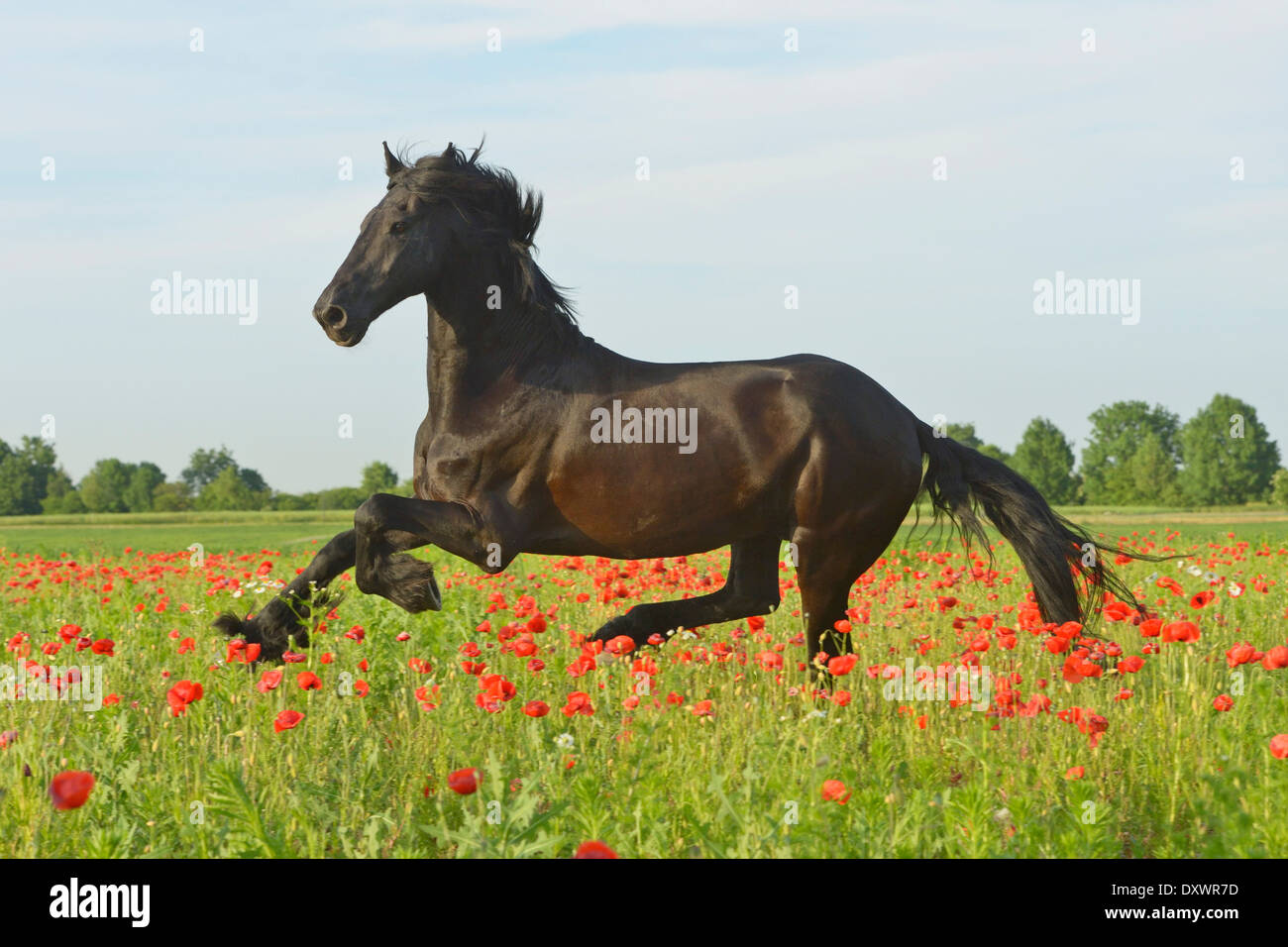 Cheval frison galoper dans un champ de coquelicots Banque D'Images