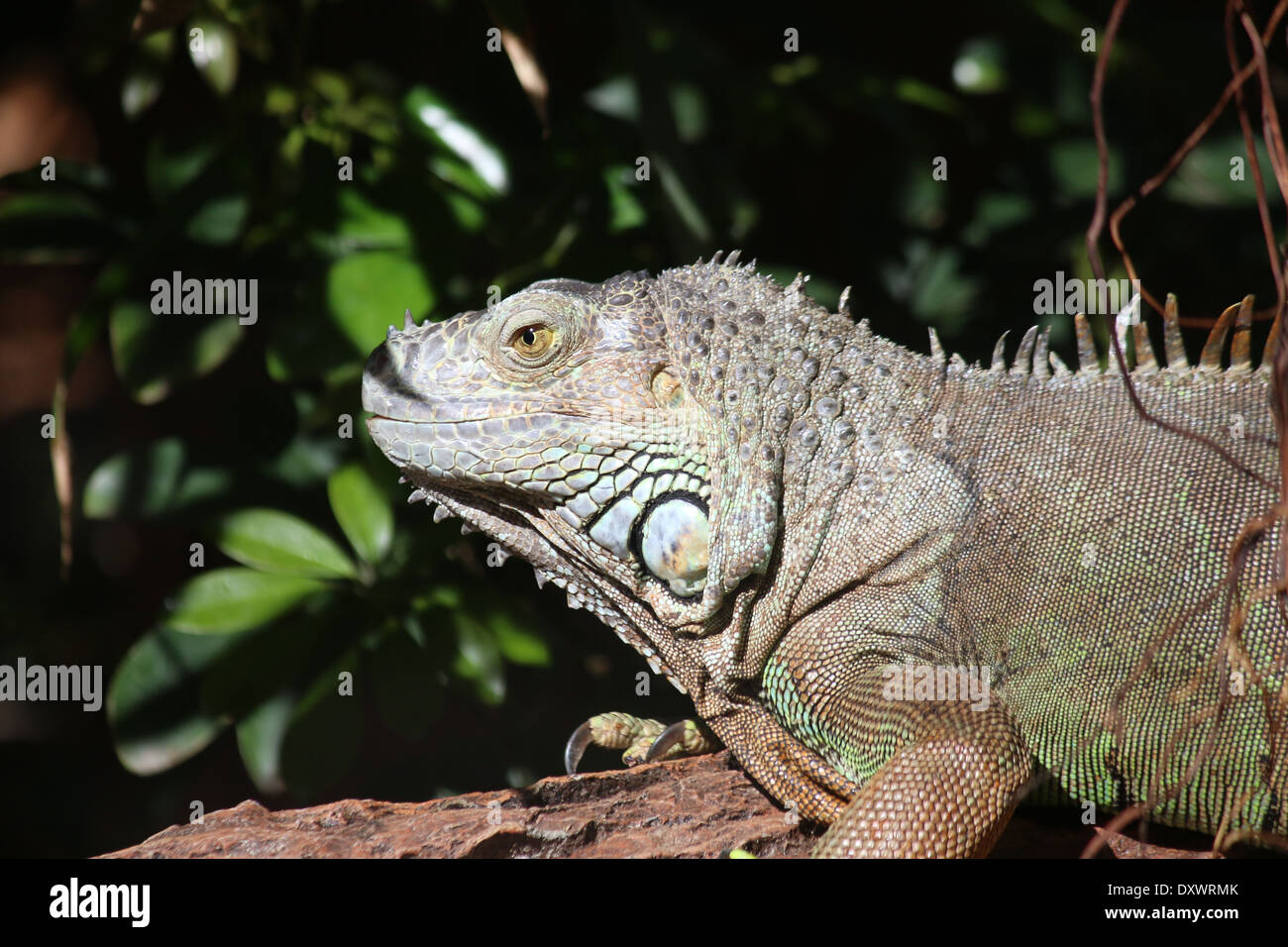 Iguane vert (Iguana iguana) gros plan de la tête Banque D'Images