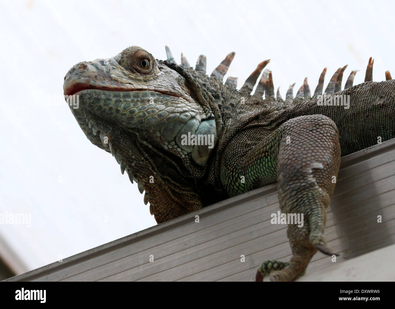 Iguane vert (Iguana iguana), close-up Banque D'Images