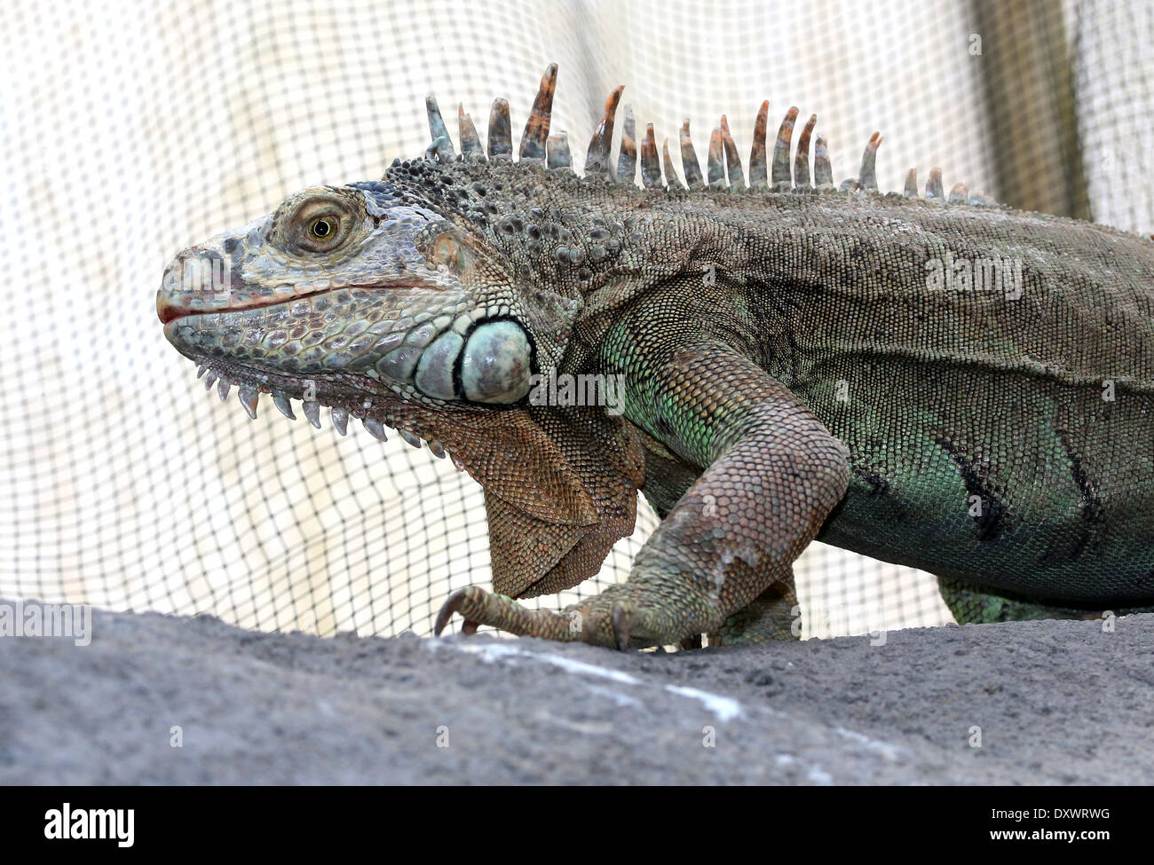 Iguane vert (Iguana iguana), close-up, gardien des animaux en captivité dans un zoo papillon (- ; Banque D'Images