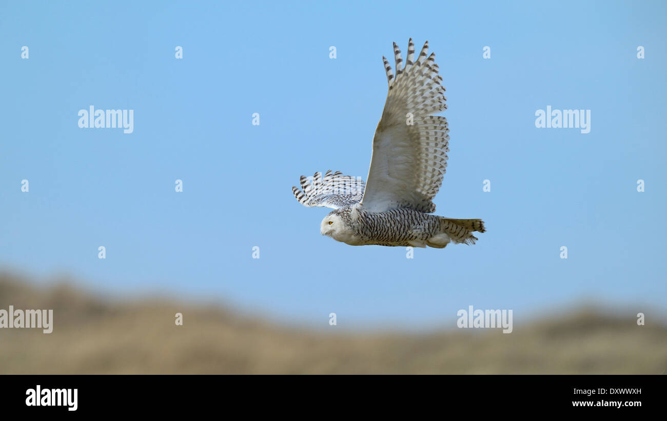 Le harfang des neiges (Bubo scandiacus), femme survolant une zone dunaire dans le salon d'hiver, Vlieland, West Frisian Islands Banque D'Images