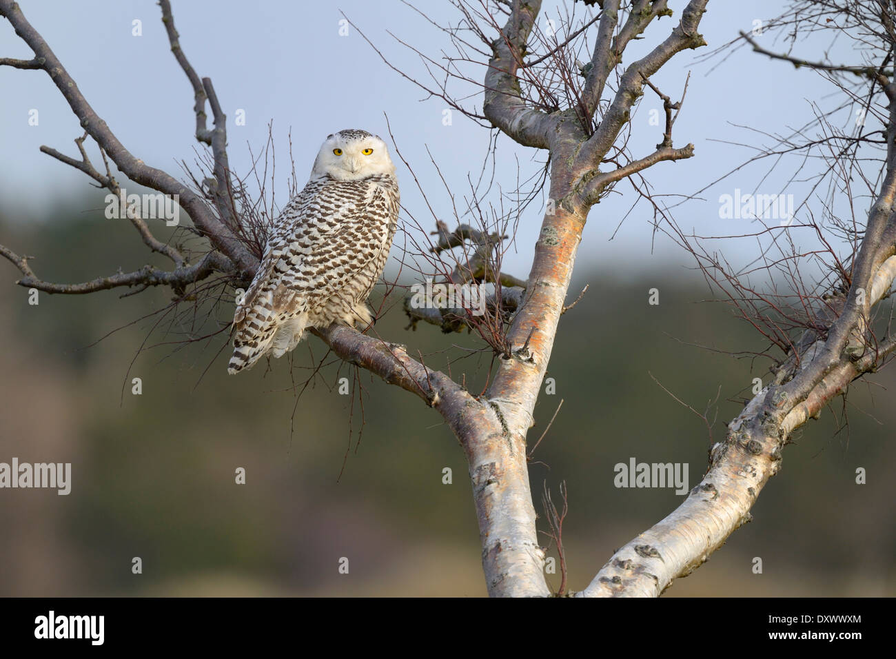 Le harfang des neiges (Bubo scandiacus), femme reposant sur un bouleau dans le salon d'hiver, Vlieland, West Frisian Islands Banque D'Images