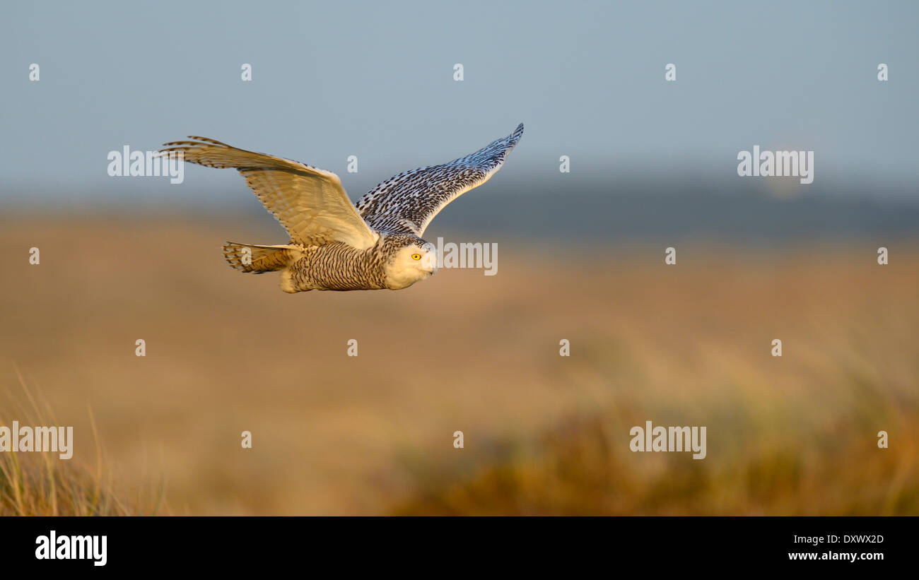Le harfang des neiges (Bubo scandiacus), femme, volant au-dessus de sa zone d'hiver, lumière du soir, Vlieland, West Frisian Islands Banque D'Images
