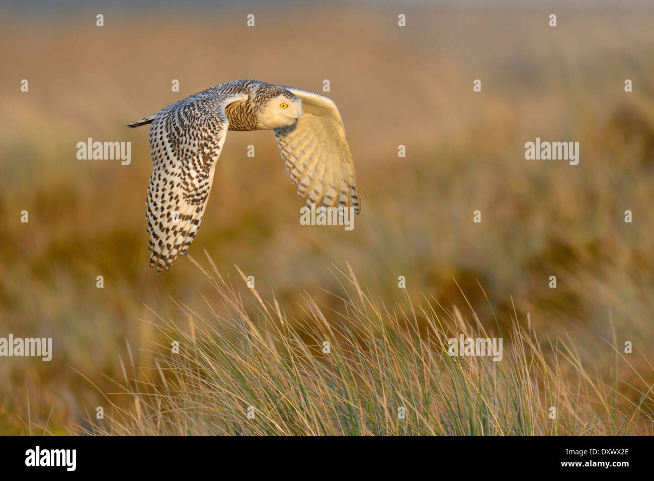 Le harfang des neiges (Bubo scandiacus), femme, volant au-dessus de sa zone d'hiver, lumière du soir, Vlieland, West Frisian Islands Banque D'Images