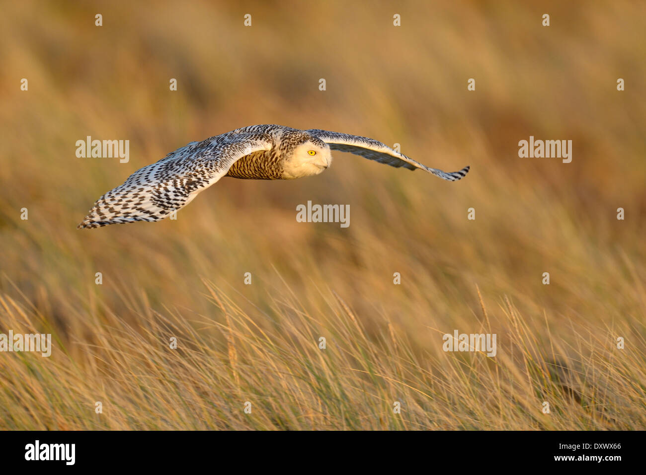 Le harfang des neiges (Bubo scandiacus), femme, volant au-dessus de sa zone d'hiver, lumière du soir, Vlieland, West Frisian Islands Banque D'Images