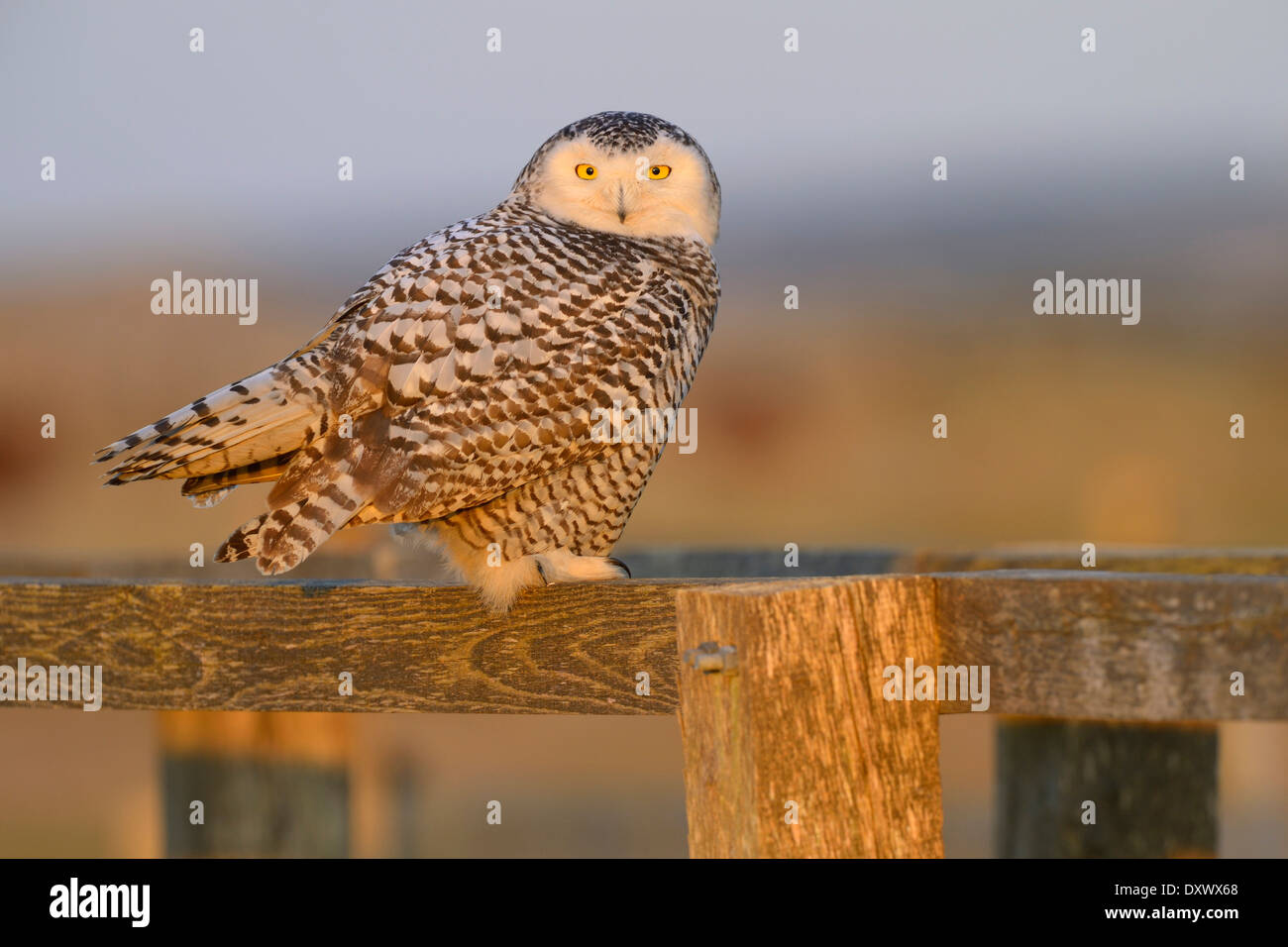 Le harfang des neiges (Bubo scandiacus), femme reposant sur une clôture en bois dans son salon d'hiver, lumière du soir, Vlieland, West Frisian Islands Banque D'Images