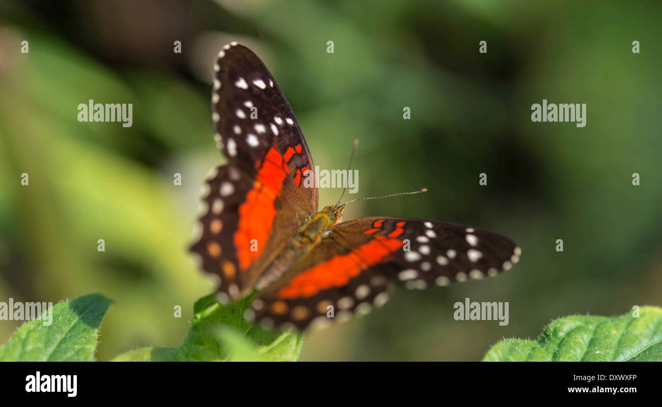 Brown Peacock ou Scarlet Peacock (Anartia amathea), captive, Munich Banque D'Images