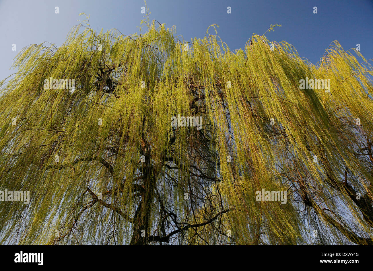 Saule pleureur (Salix babylonica), rameaux pendants au printemps, Rhénanie du Nord-Westphalie, Allemagne Banque D'Images