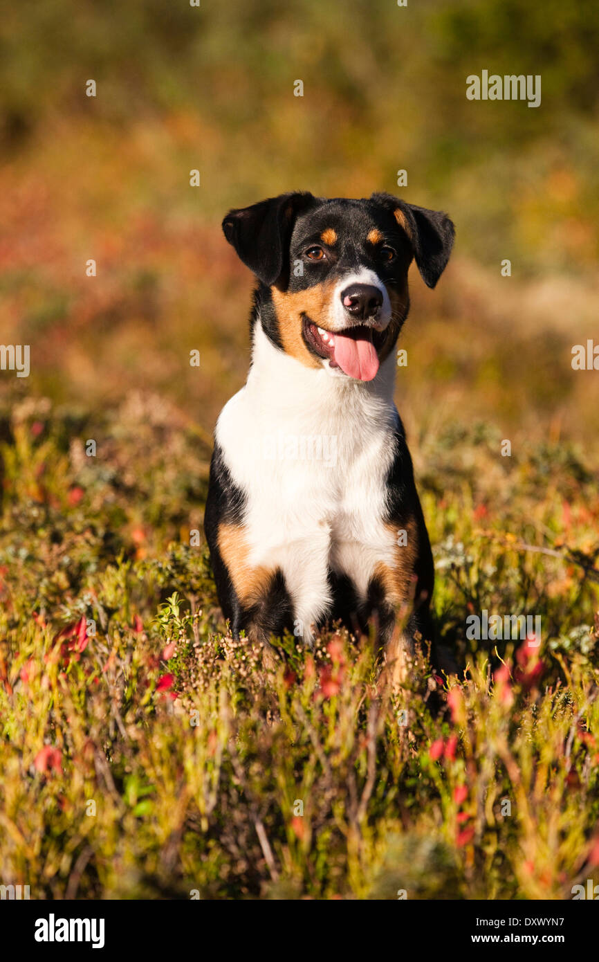 L'Appenzeller Sennenhund, jeune chien à l'automne, en Amérique du Tyrol, Autriche Banque D'Images