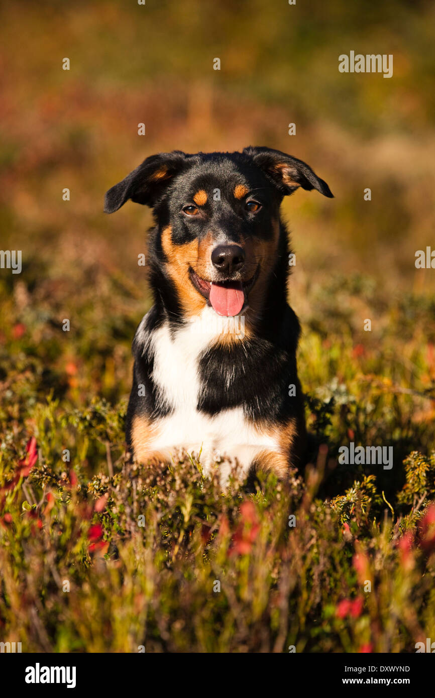 L'Appenzeller Sennenhund, jeune chien à l'automne, en Amérique du Tyrol, Autriche Banque D'Images