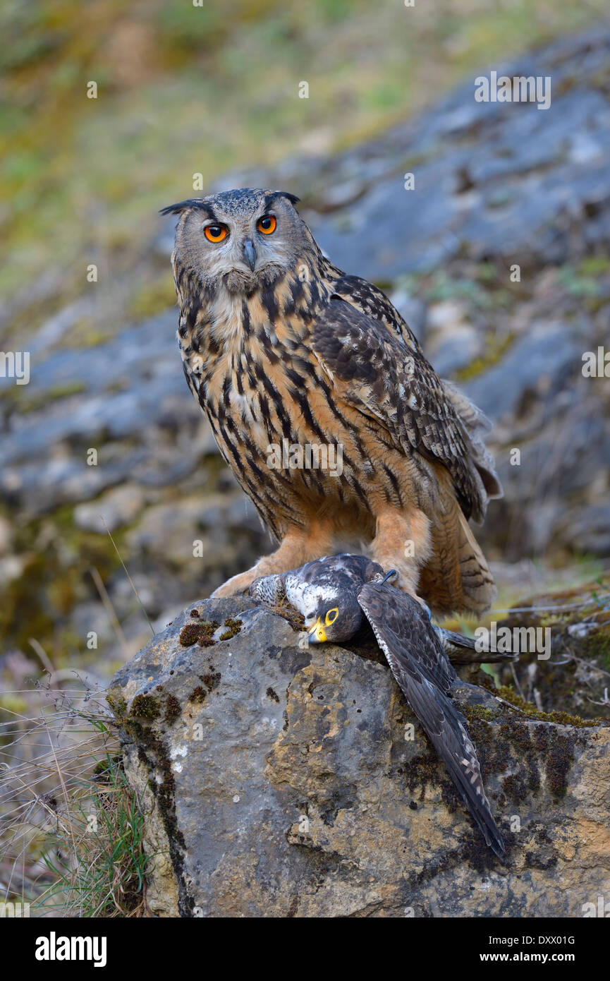 Bubo bubo lacteus (eurasien), femme à sa place d'alimentation avec un Faucon pèlerin (Falco peregrinus) dans ses griffes Banque D'Images