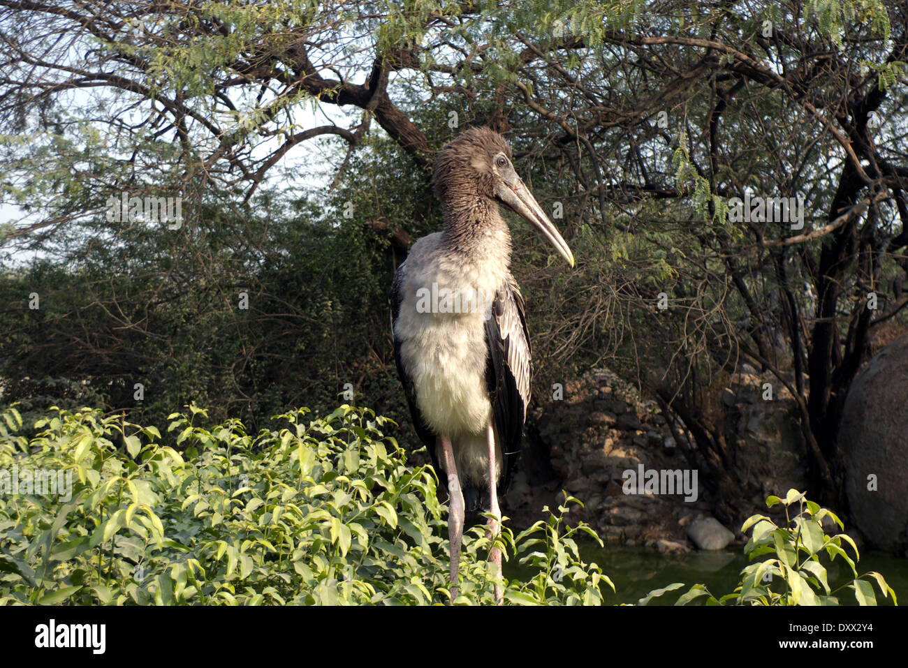 Stork, zoo, New Delhi, Inde Banque D'Images