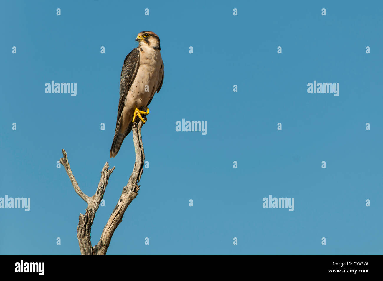 Faucon lanier (Falco biarmicus), Kgalagadi Transfrontier Park, North Cape, Afrique du Sud Banque D'Images