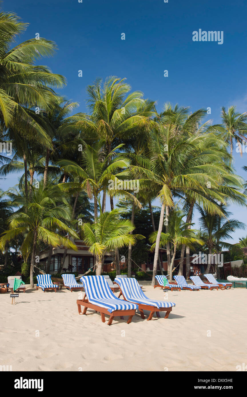 Chaises longues sur une plage avec des palmiers, Mae Nam Beach, Ko Samui, Thaïlande Banque D'Images