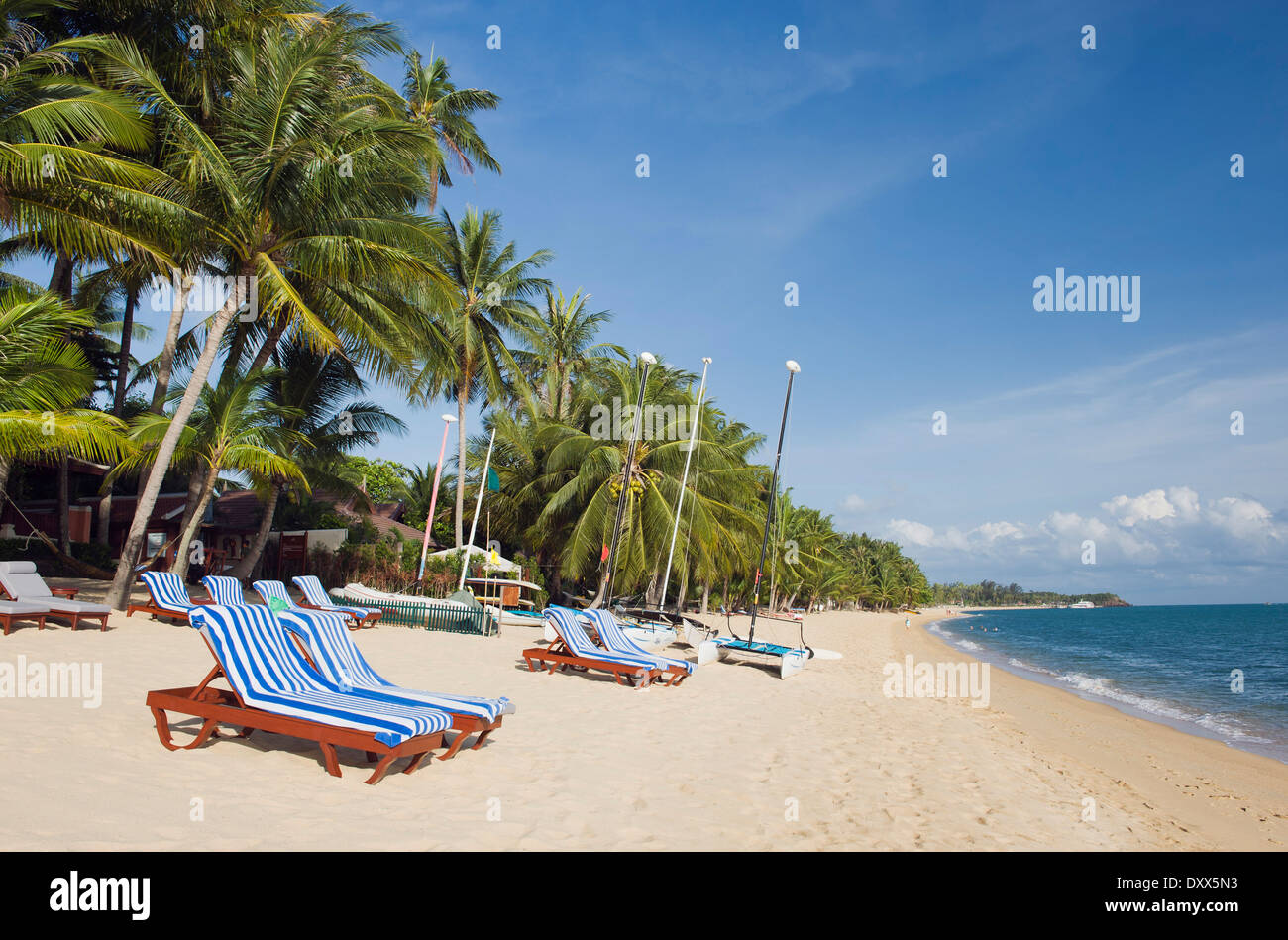 Chaises longues sur une plage avec des palmiers, Mae Nam Beach, Ko Samui, Thaïlande Banque D'Images