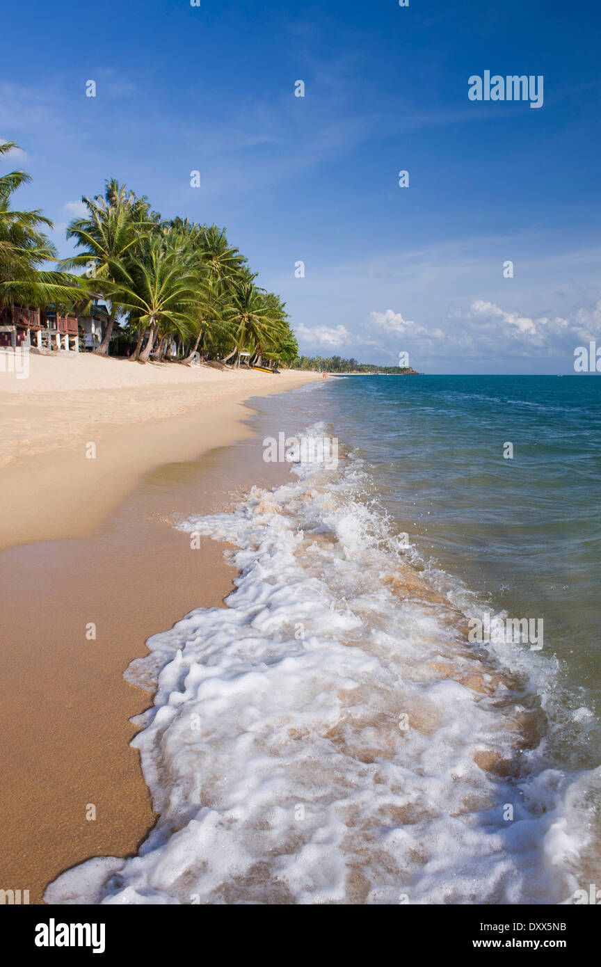 Plage avec des palmiers, Mae Nam Beach, Ko Samui, Thaïlande Banque D'Images