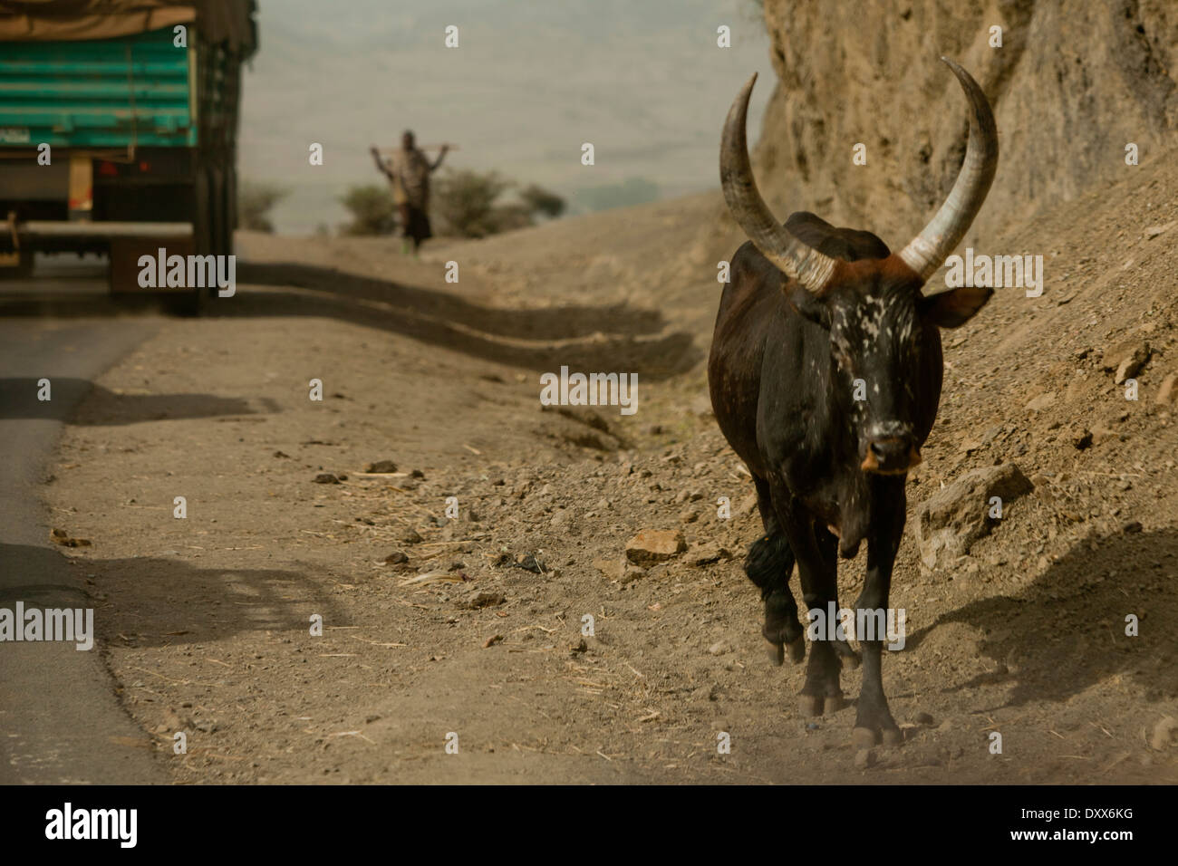 Vache cornes marcher sur le côté de la route poussiéreuse de l'Afrique de l'Éthiopie Banque D'Images