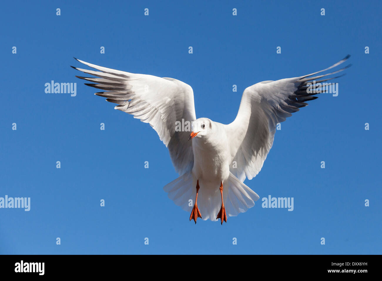 Mouette rieuse (chroicocephalus ridibundus), en vol, Schleswig-Holstein, Allemagne Banque D'Images