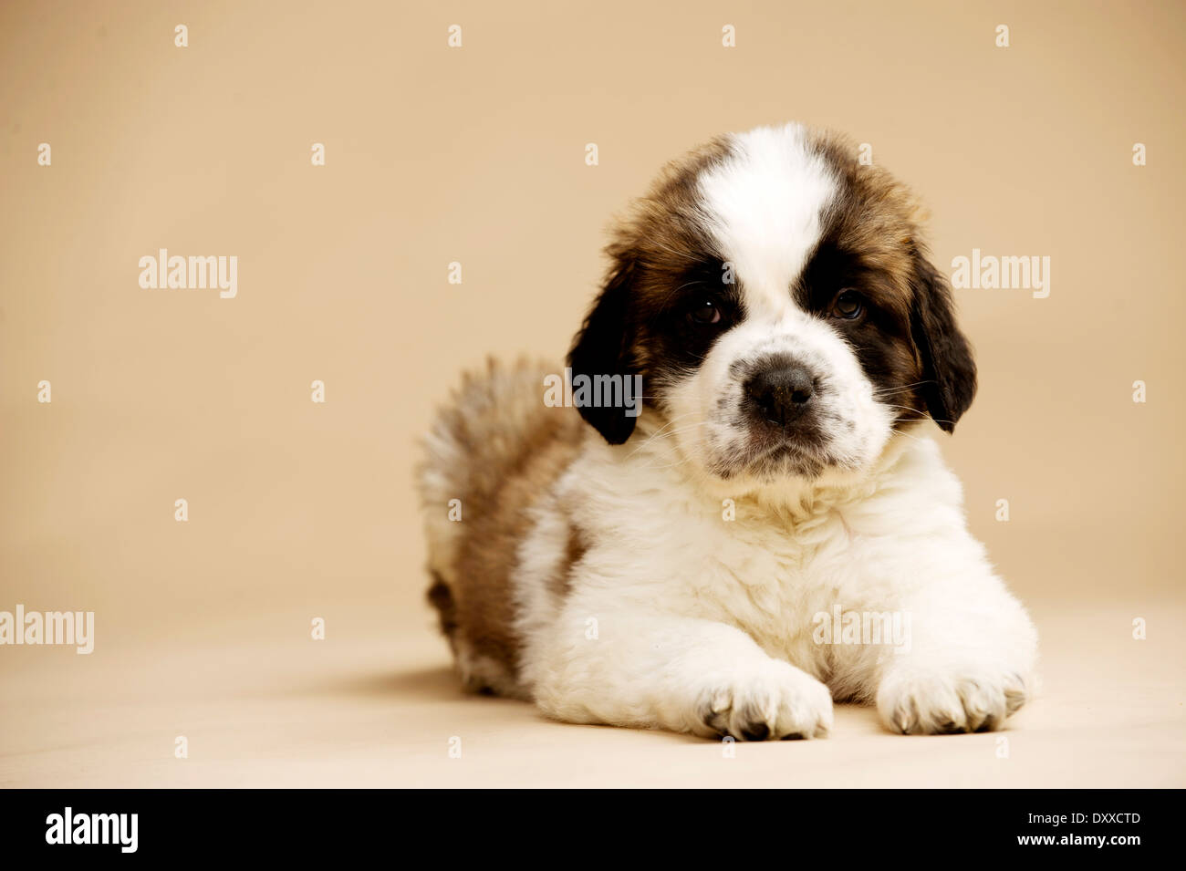 St bernard puppy Banque de photographies et d’images à haute résolution Alamy