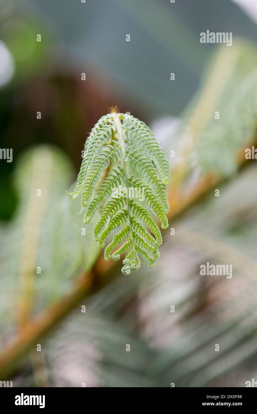 Cyathea mexicana . Fougère arborescente déployant Banque D'Images