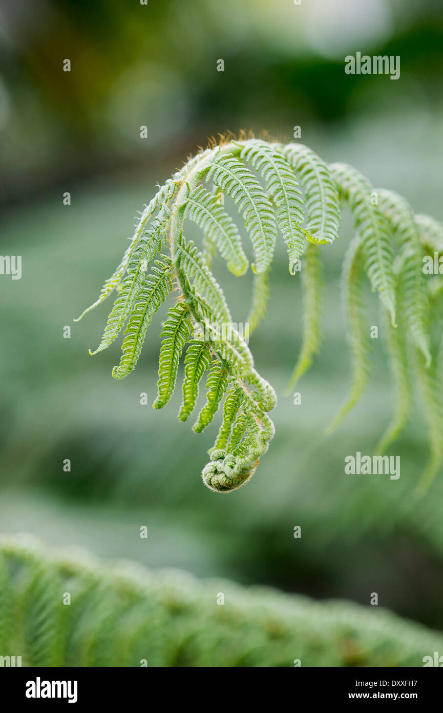 Cyathea mexicana . Fougère arborescente déployant Banque D'Images