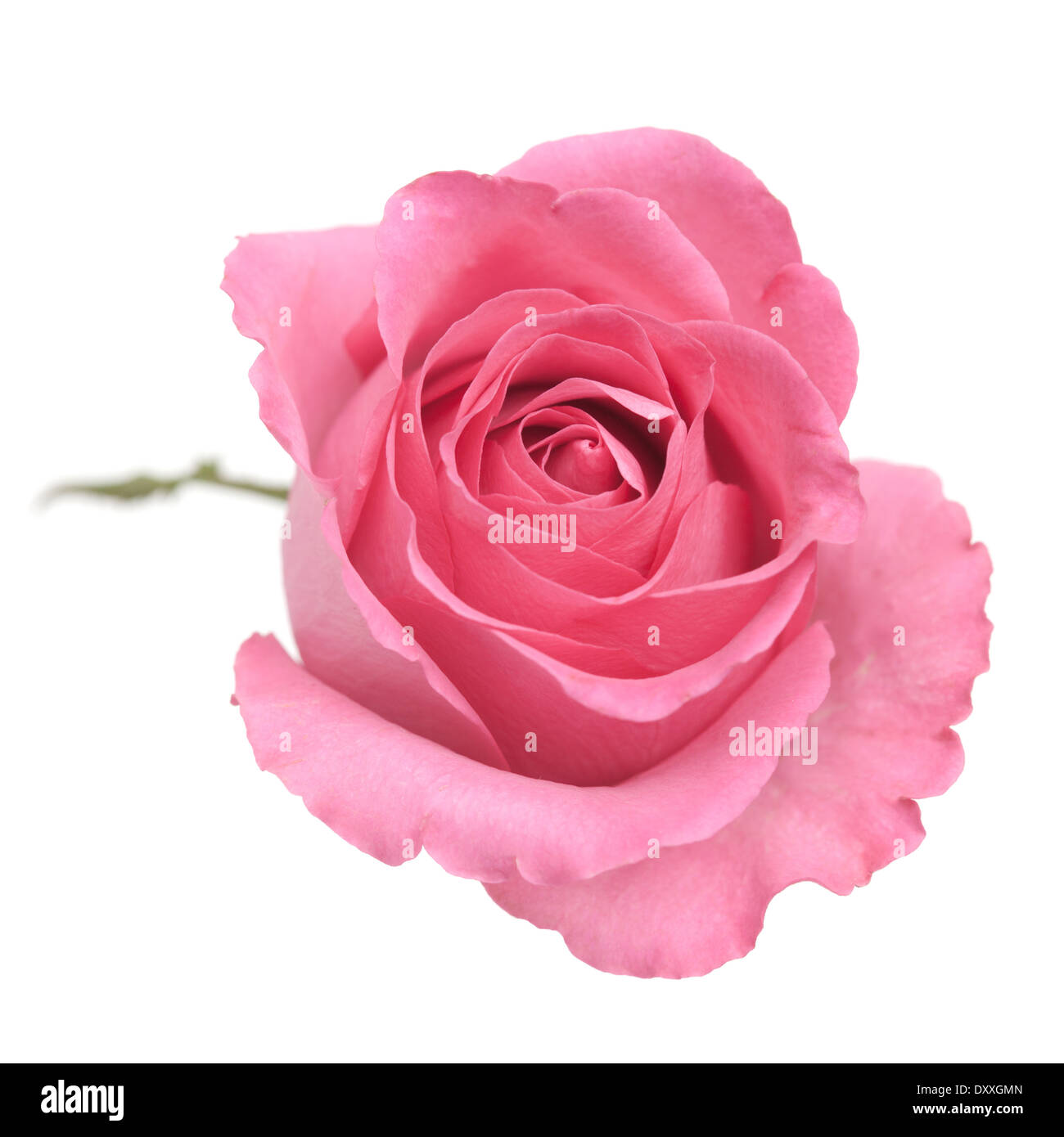 Dans le quartier branché de rose couleur rose poudre, isolated on white Banque D'Images