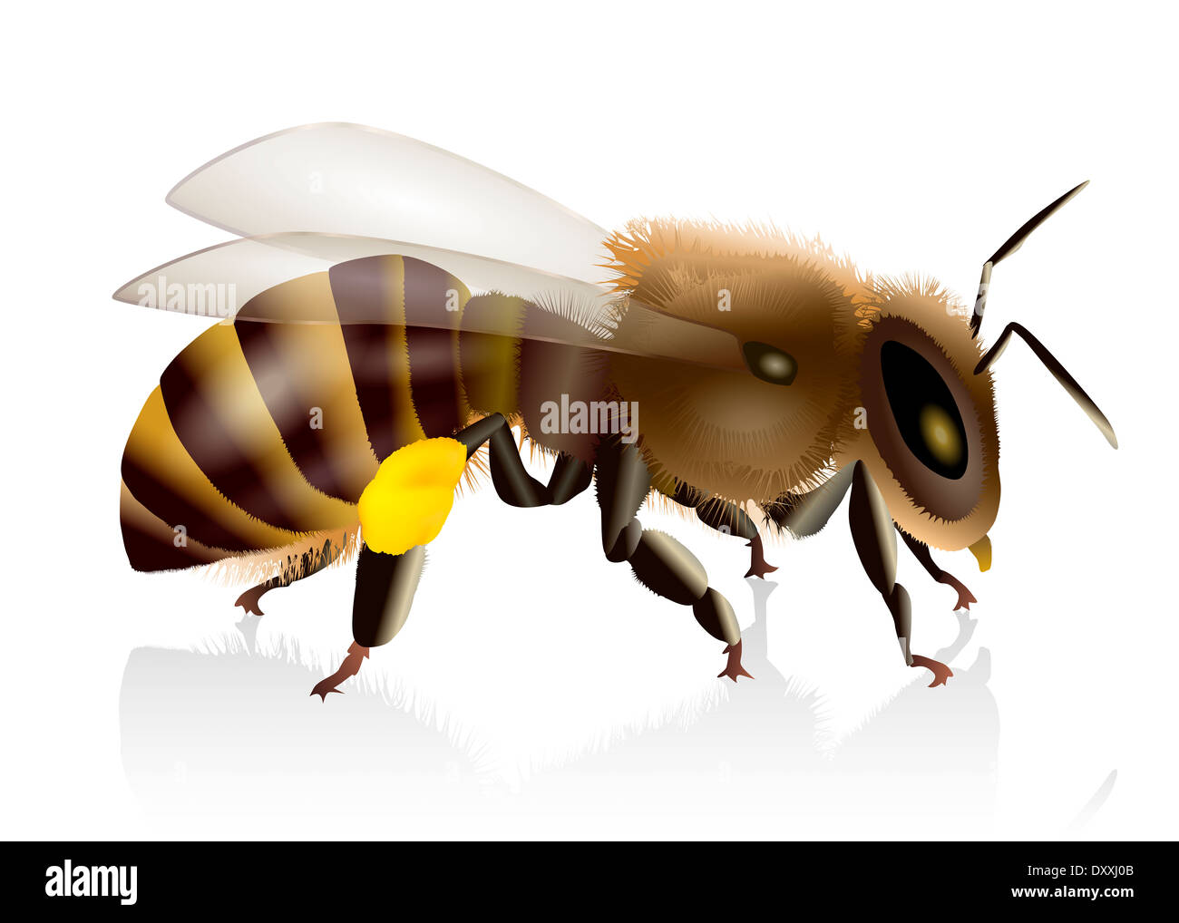 Gros plan naturel illustration d'une abeille. Banque D'Images