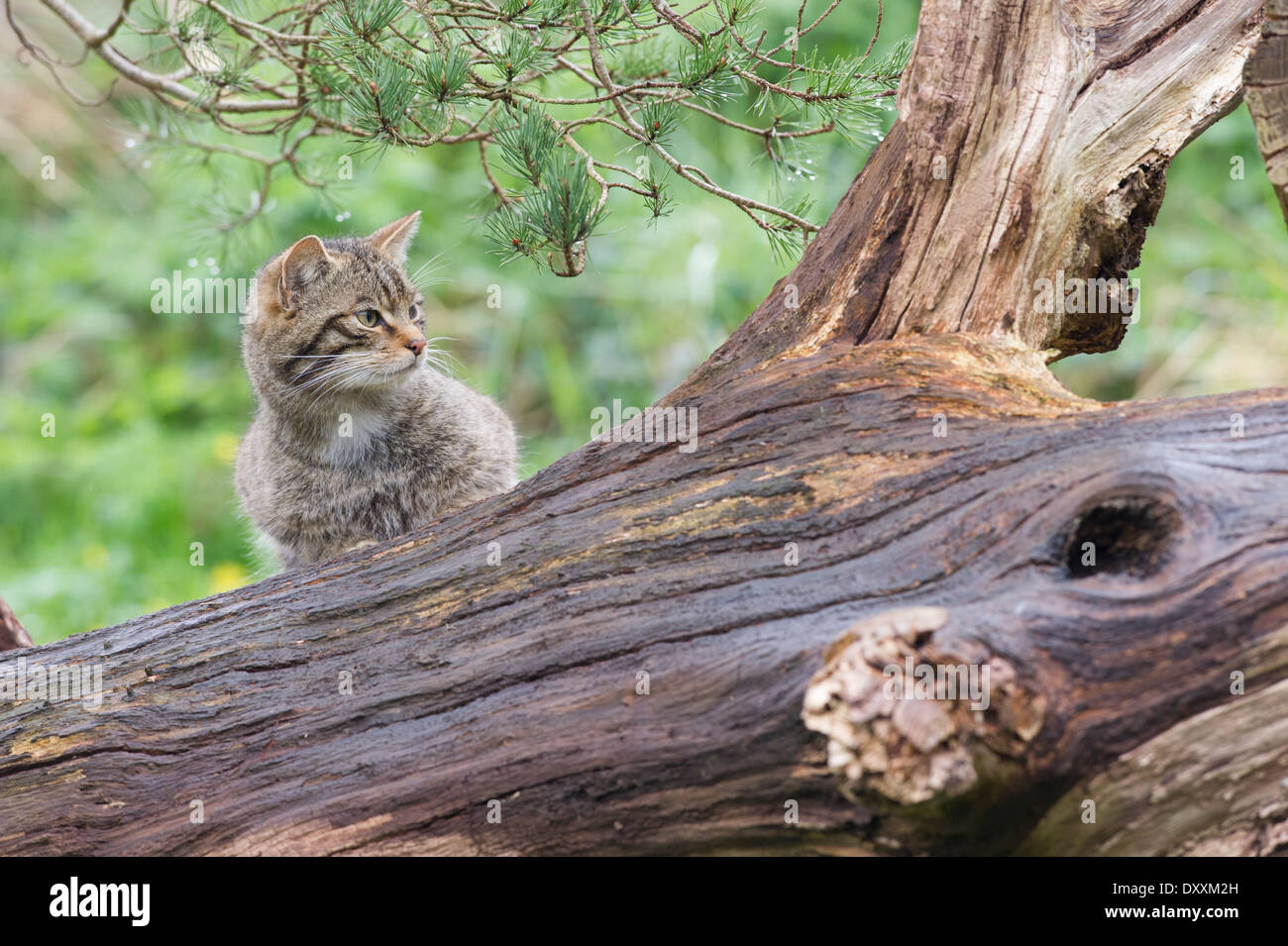 Scottish Wildcat (Felis silvestris grampia) Banque D'Images
