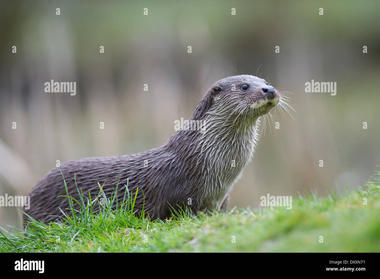 Loutre d'Europe (Lutra lutra) Banque D'Images