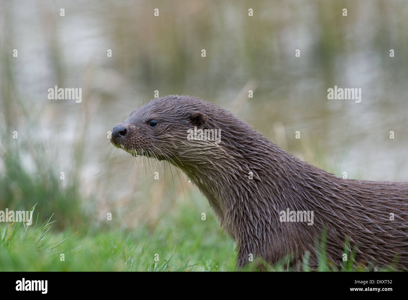 Loutre d'Europe (Lutra lutra) Banque D'Images