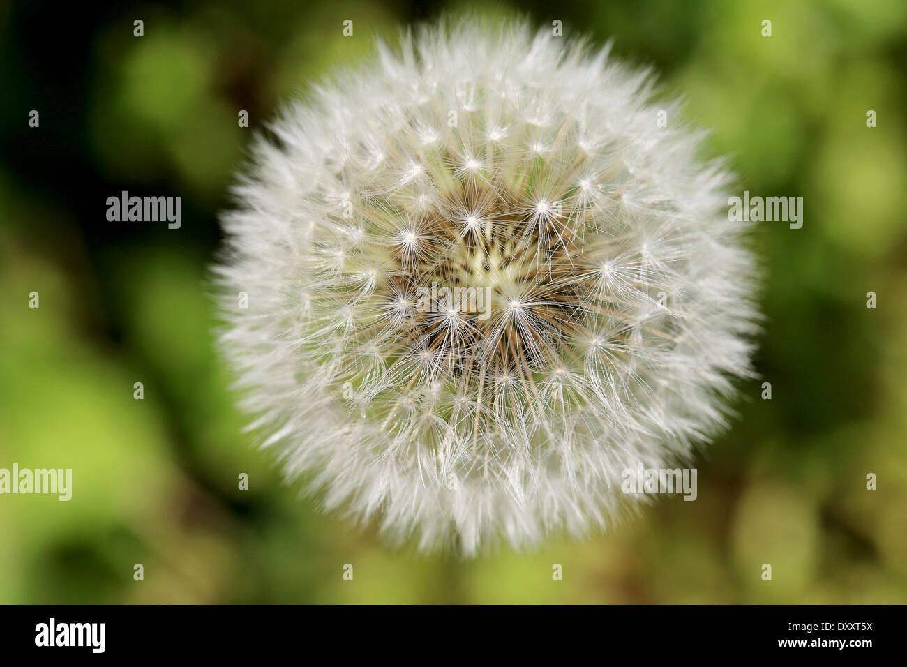Gros Plan De Fleur De Pissenlit Comme Une Belle Fleur Photo Stock Alamy