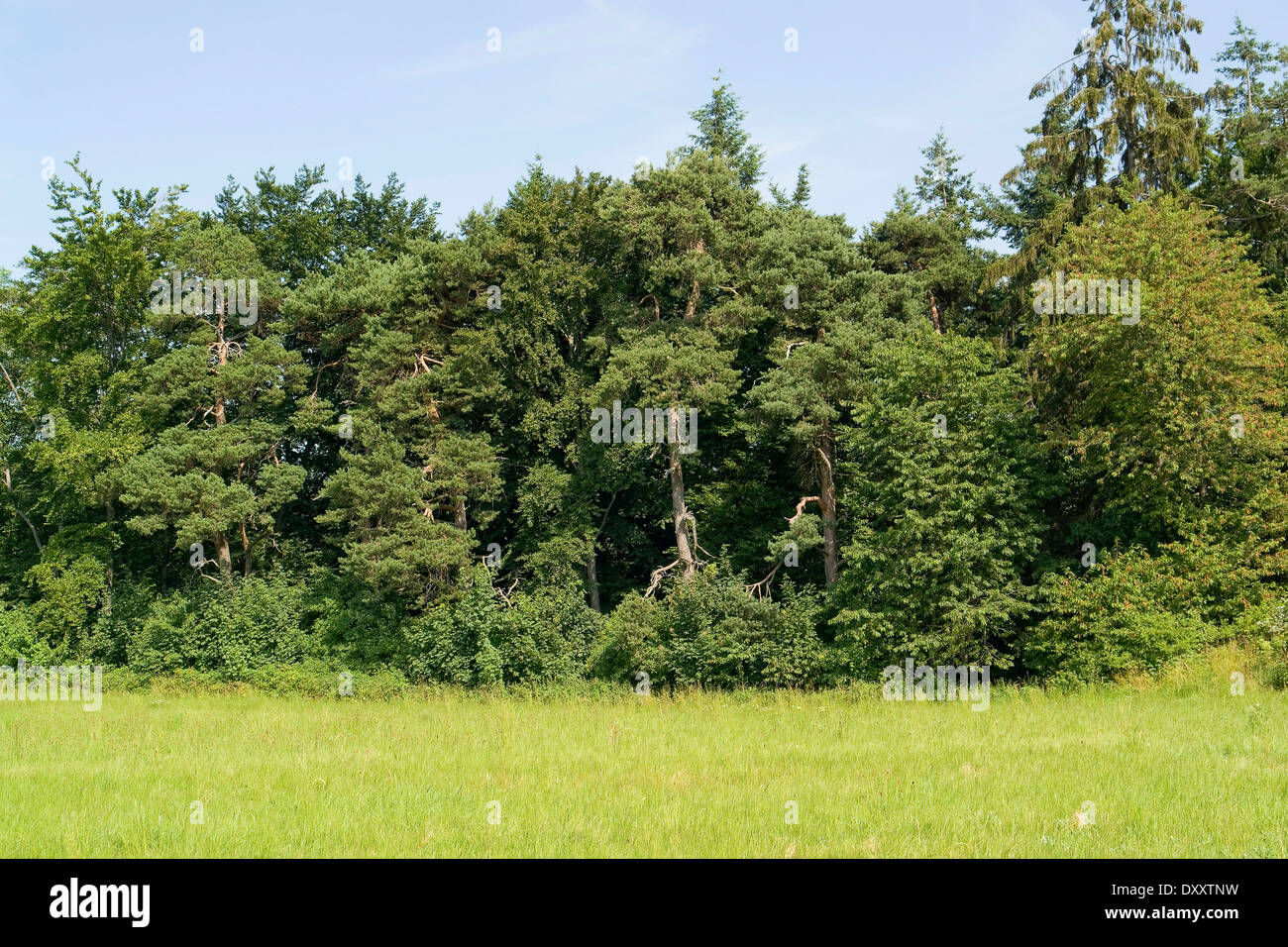 Bord d'une forêt à l'heure d'été dans l'ambiance ensoleillée Banque D'Images