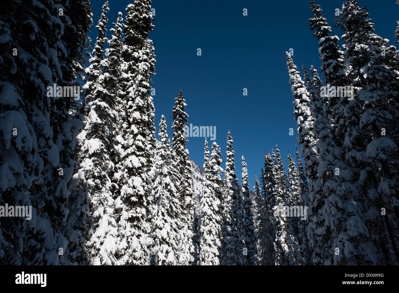 Grands arbres couverts de neige et ciel bleu ; Pemberton, Colombie-Britannique, Canada Banque D'Images