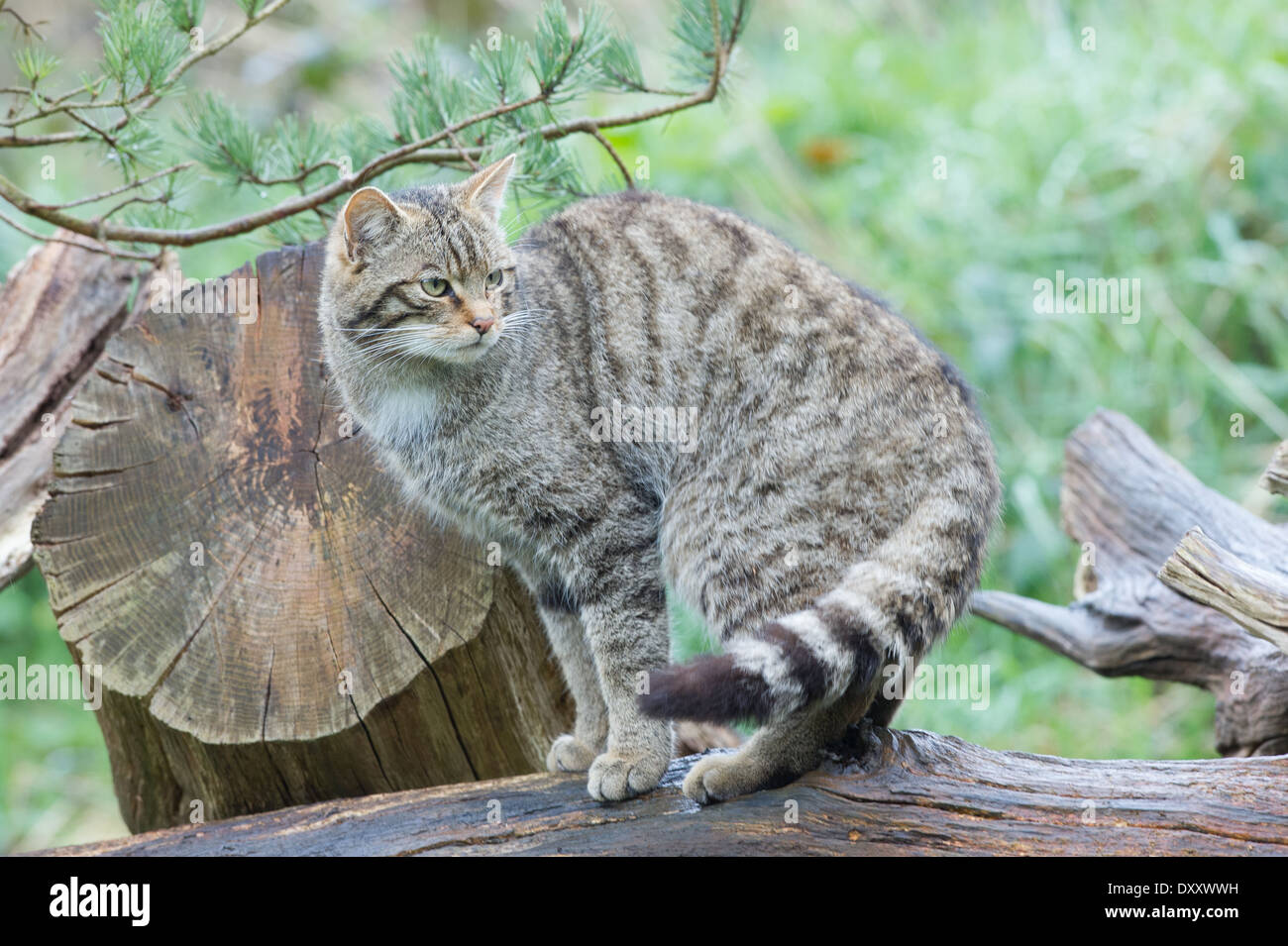 Scottish Wildcat (Felis silvestris grampia) Banque D'Images