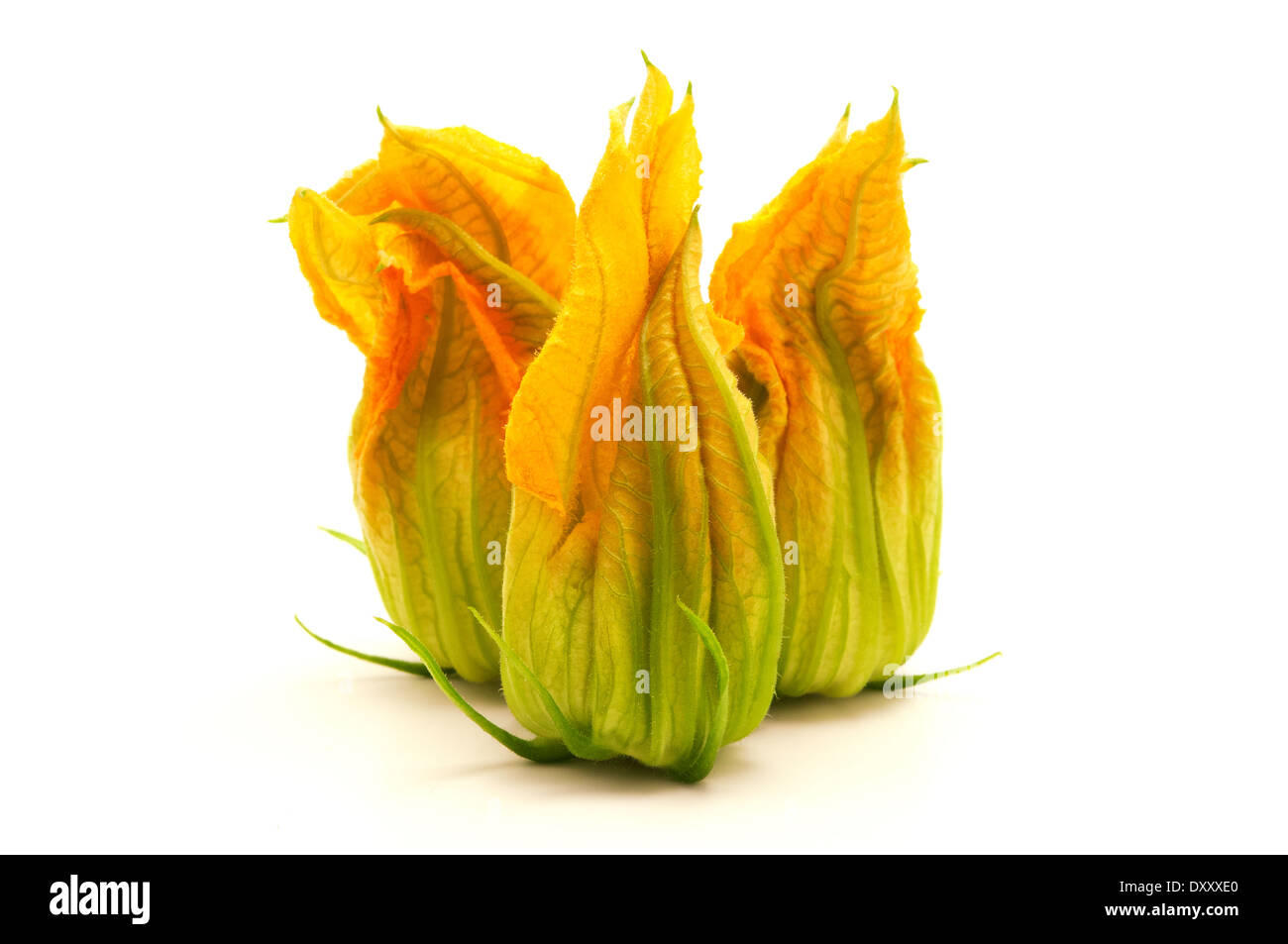 Fleur de courgette jaune sur fond blanc Banque D'Images