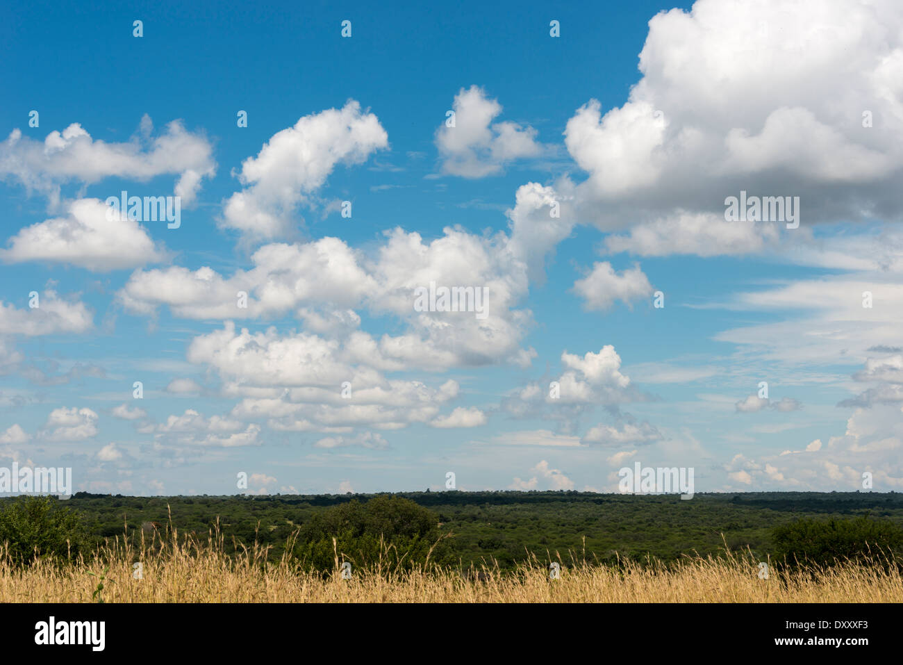 Ciel bleu et nuages blancs sur le parc national Kruger en Afrique du Sud Banque D'Images