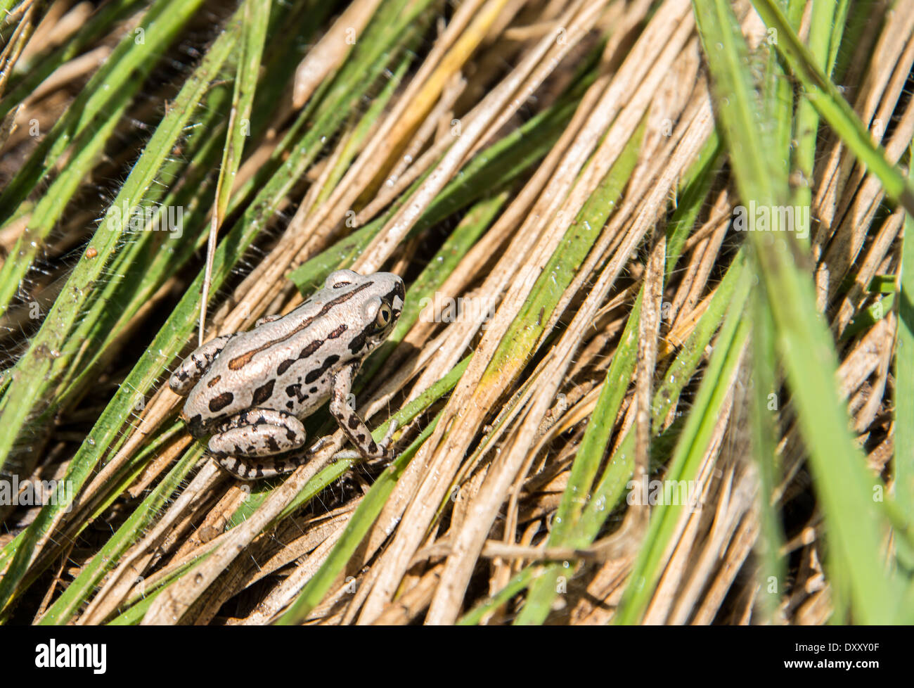 Blanc sur vert grenouille africaine laisse dans la nature Banque D'Images